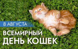 Read more about the article Всемирный день кошек